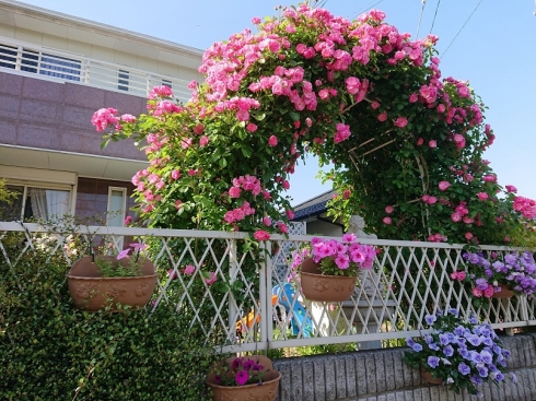 平光代さんの花と緑づくりの写真