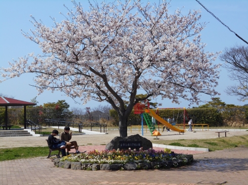 青葉にこにこ緑地隊（2）さんの花と緑づくりの写真