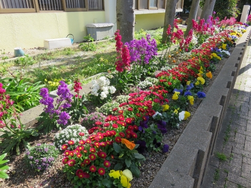 子ども総合センターかなだ少年支援室さんの花と緑づくりの写真