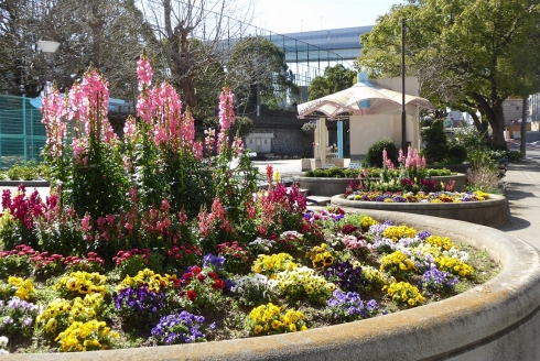 浜町三丁目公園愛護会さんの花と緑づくりの写真