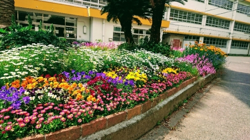 北九州市立若園小学校さんの花と緑づくりの写真