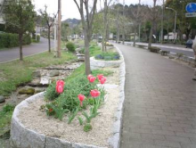 鞘ヶ谷地区さやっこ川周辺の画像