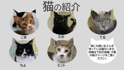 譲渡対象猫の紹介 北九州市