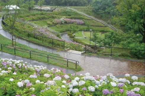 高塔山公園のあじさいの写真