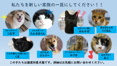 譲渡会参加動物画像