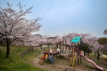 桜咲く福祉公園の写真