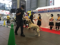 麻薬探知犬によるデモンストレーション画像