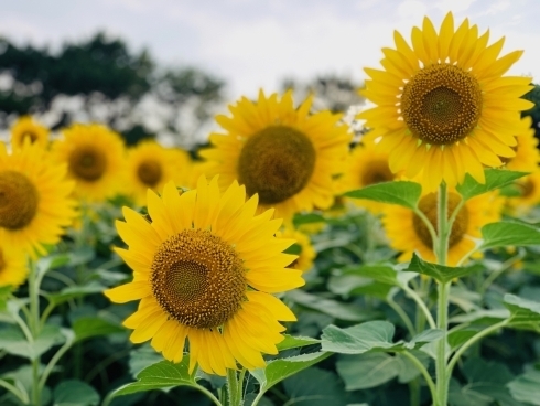 イメージ写真：ヒマワリ開花の様子