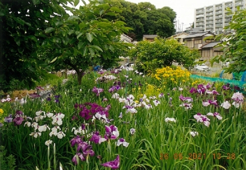 大本 公介さんの花と緑づくりの写真