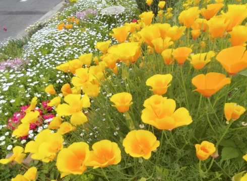 華ちゃん倶楽部さんの花と緑づくりの写真