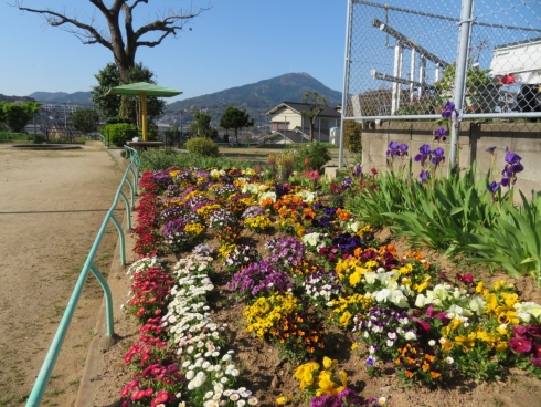 日の出二丁目公園愛護会さんの花と緑づくりの写真