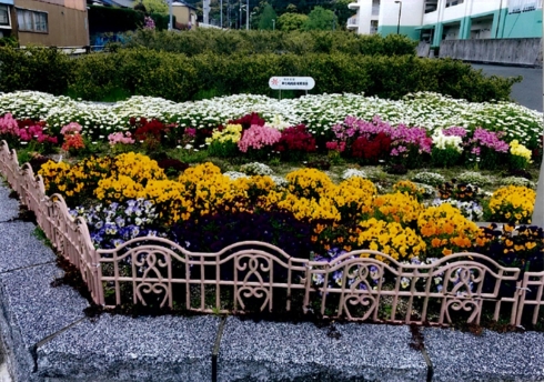第七町内会花愛護会さんの花と緑づくりの写真