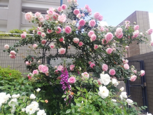 アーバンコーポ八幡園芸クラブさんの花と緑づくりの写真