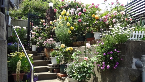 坪根 勤子さんの花と緑づくりの写真