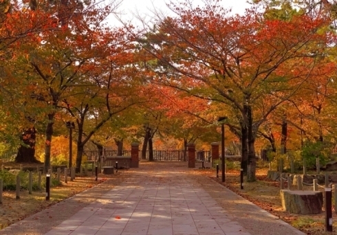 イメージ写真：紅葉の様子