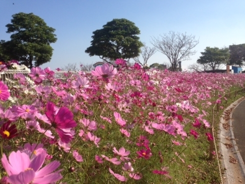 イメージ写真：コスモス開花の様子