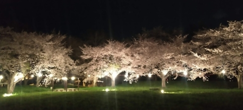 桜の夜間ライトアップの写真