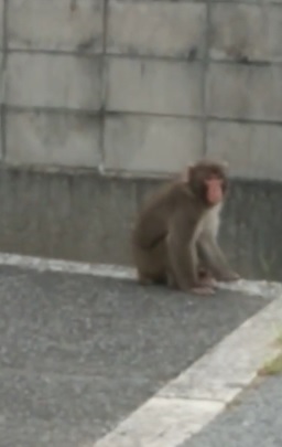 住宅街に現れた離れサル