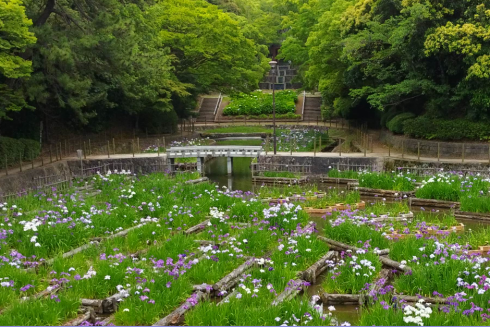 写真：夜宮公園菖蒲池