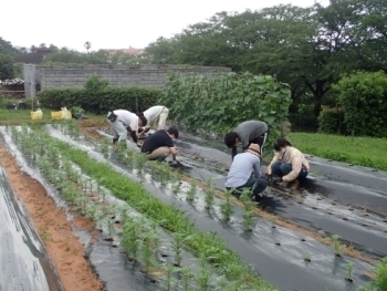 野菜苗の定植の様子