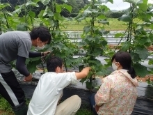 野菜(キュウリ)の栽培管理の様子