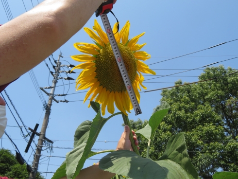 認定こども園高見の森保育園