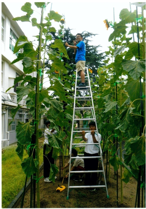 石峯中学校