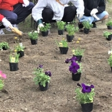 花苗植え（イメージ）写真