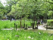 日本庭園の花菖蒲の画像