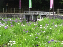 夜宮池の花菖蒲の画像