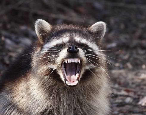 アライグマの威嚇の写真