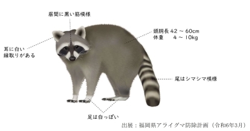 アライグマの全身図