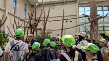 コアラ見学の様子