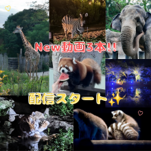 夏だー、到津の森公園へ行こう！（外部リンク）