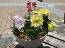草花の寄せ植えの写真