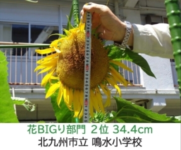 【ひまわりの写真】北九州市立鳴水小学校