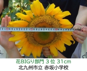 【ひまわりの写真】北九州市立北方小学校