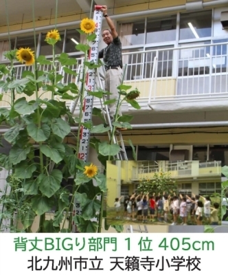 【ひまわりの写真】北九州市立　天籟寺小学校
