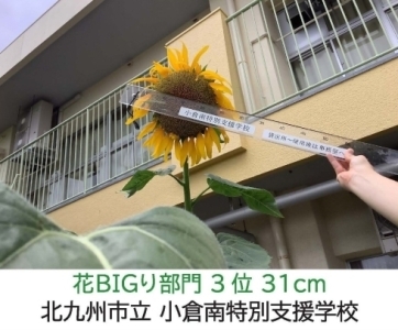 【ひまわりの写真】北九州市立　小倉南特別支援学校