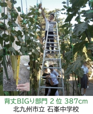 【ひまわりの写真】北九州市立　石峯中学校