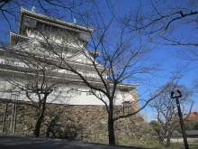 標本木(開花前)