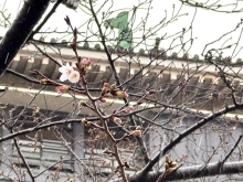 標本木（ソメイヨシノ）の写真