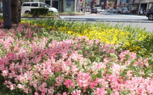 まちなかの花の写真