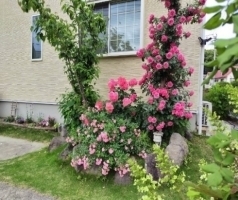 葛城晃章さんの花と緑づくりの写真