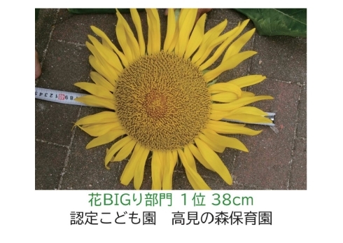 【ひまわりの写真】認定こども園高見の森保育園