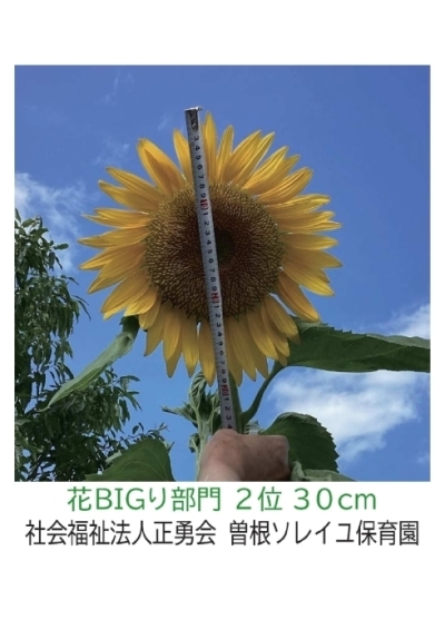 【ひまわりの写真】社会福祉法人正勇会　曽根ソレイユ保育園