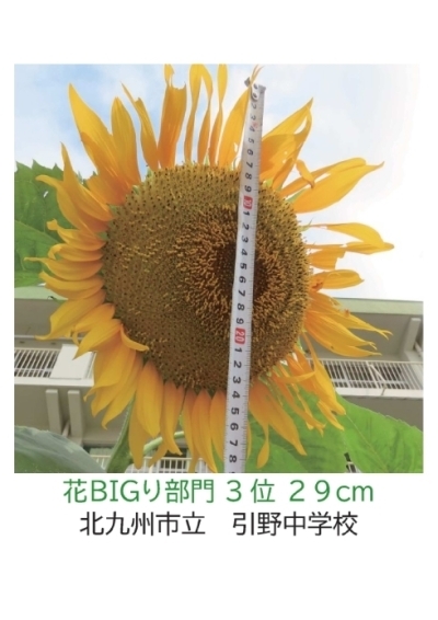 【ひまわりの写真】北九州市立　引野中学校