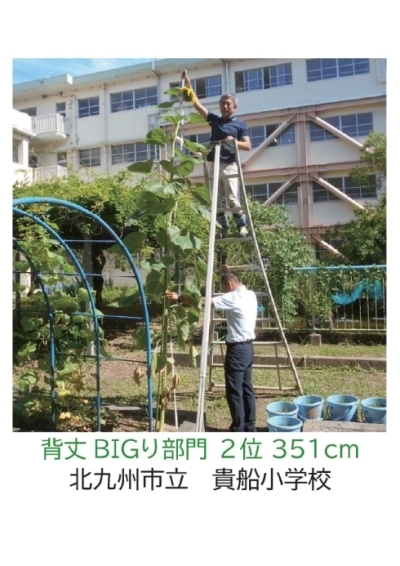 【ひまわりの写真】北九州市立　貴船小学校