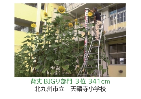 【ひまわりの写真】北九州市立　天籟寺小学校