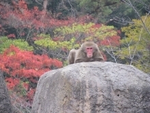 到津の森公園の紅葉